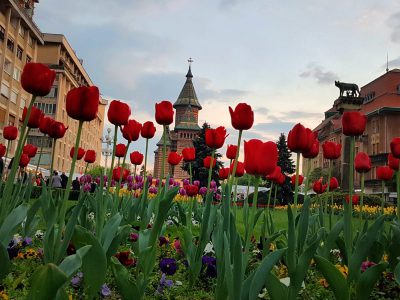 Dimineți printre flori la Timișoara