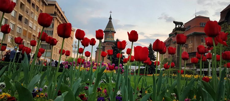 Dimineți printre flori la Timișoara