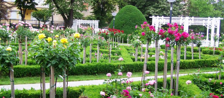 Parcul Rozelor din Timișoara